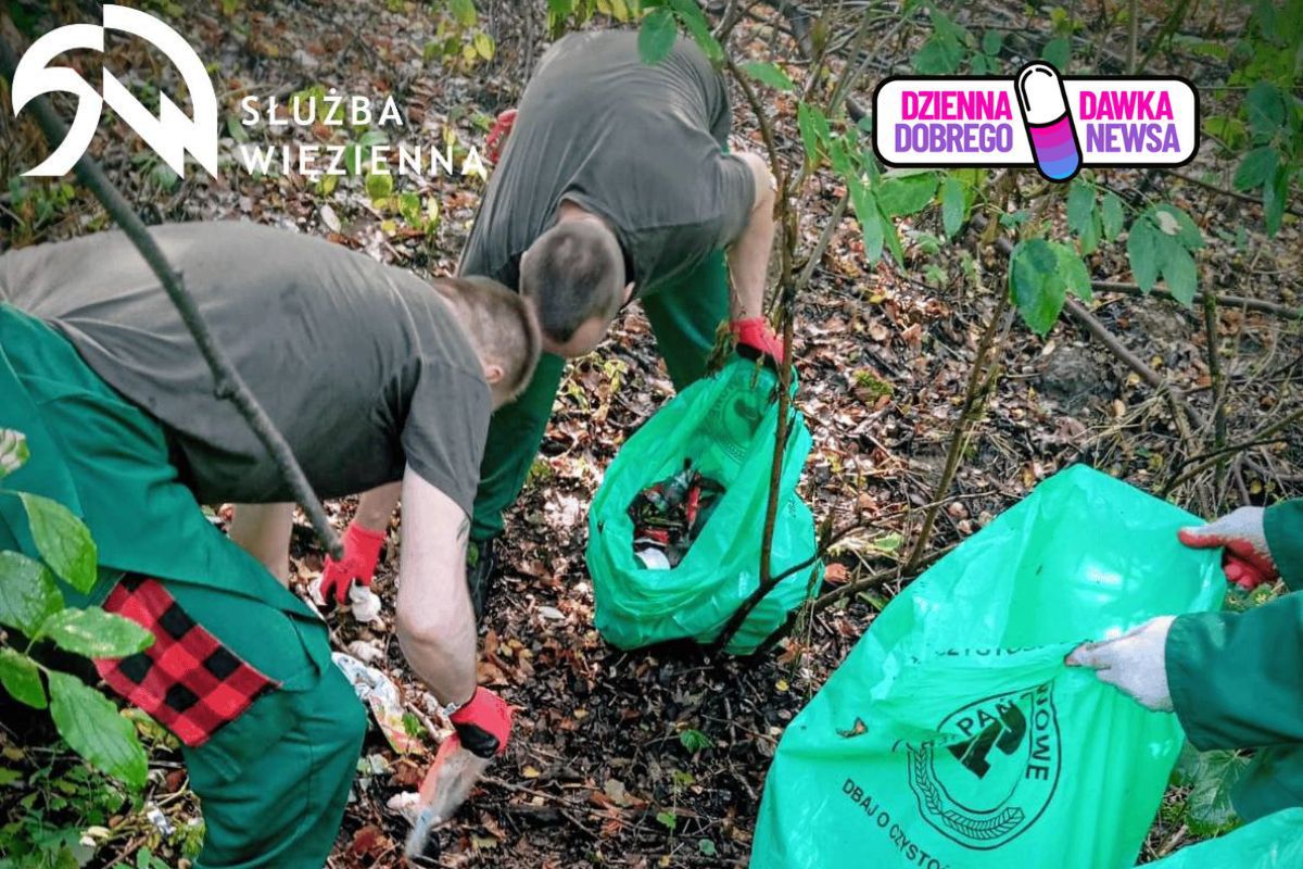 Osadzeni z ZK zakasali rękawy. Las nie do poznania