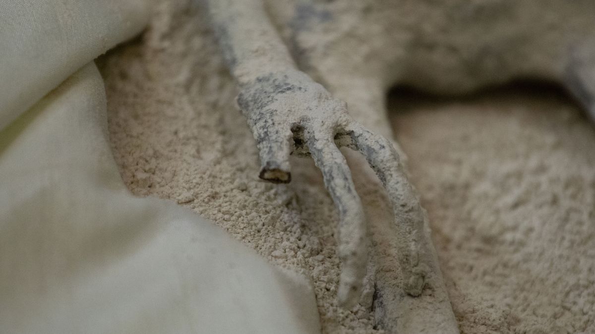 MEXICO CITY, MEXICO - SEPTEMBER 13: One of the two 'non-human' beings displayed to the media is seen during a press conference of Mexican journalist and UFO expert, Jaime Maussan, at the Camino Real hotel, in Mexico City, Mexico on September 13, 2023. The press conference was holding the day after the country's first public congressional hearing on the topic with UFO experts. The bodies displayed in cases, have three fingers on each hand they were recovered in Peru in 2017, they have no relation to human beings, experts said. (Photo by Daniel Cardenas/Anadolu Agency via Getty Images)