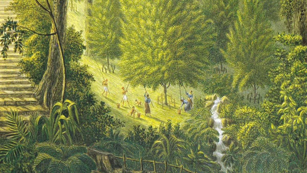 Zbiór gałki muszkatołowej na Lontorze, przedstawienie z około 1830 roku.