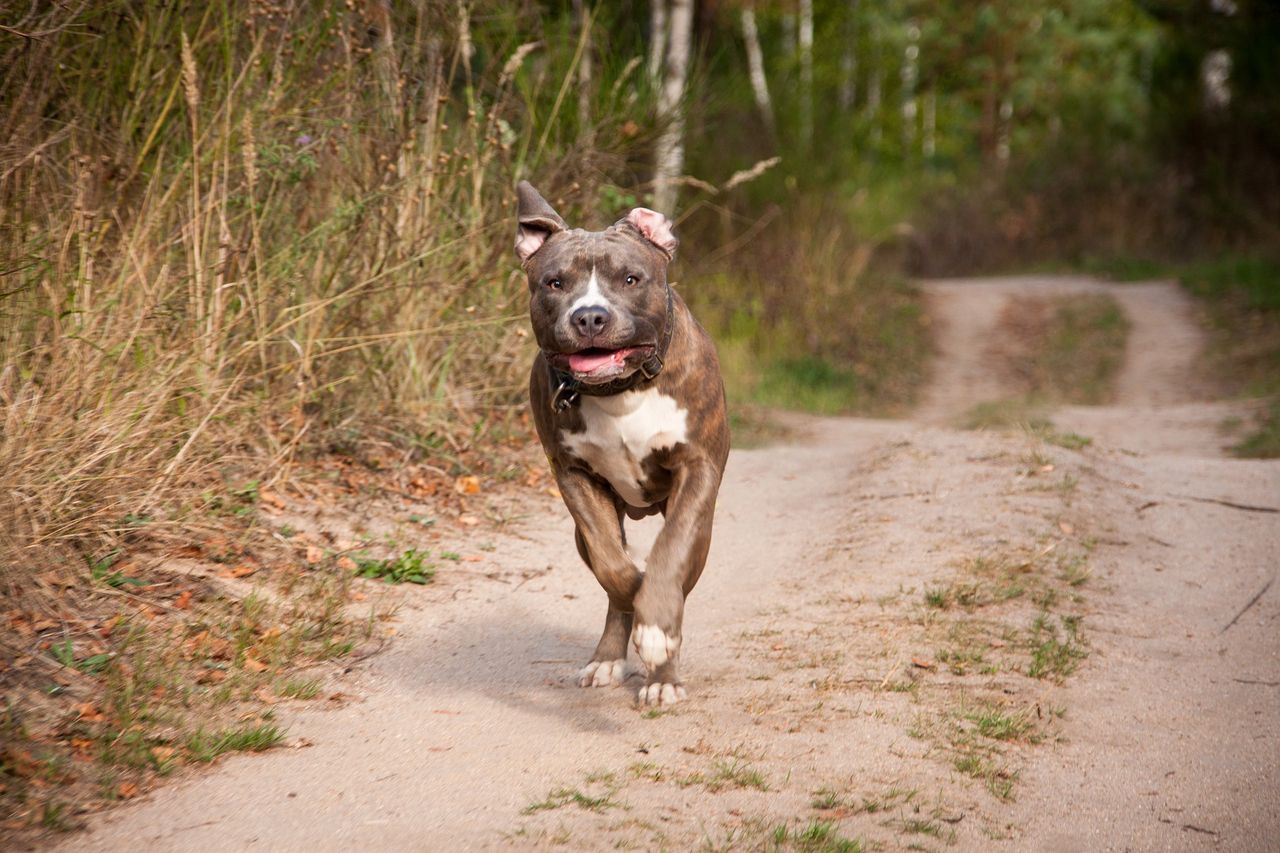 pies amstaff