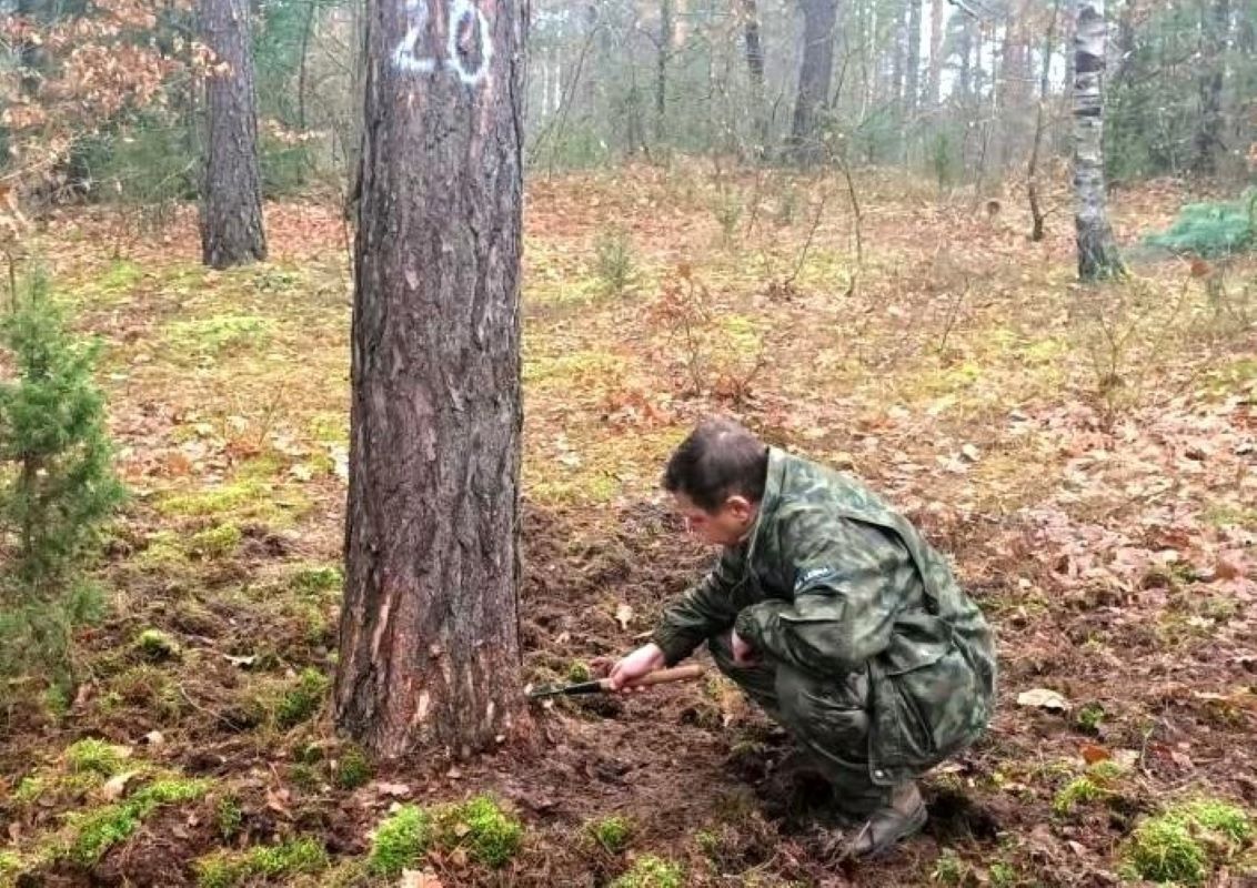 Plaga w polskich lasach. Złodzieje masowo sprzedają je do Niemiec