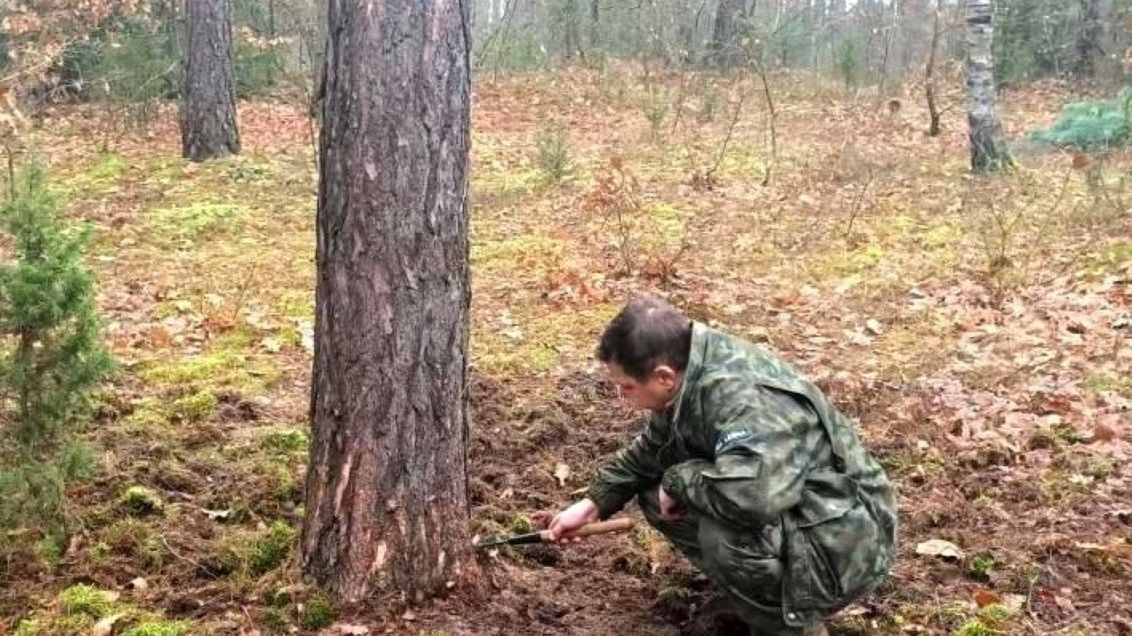Straż leśna obserwuje niepokojące zjawisko. Zdj. ilustracyjne 
