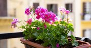 Pelargonie przetrwają majowe przymrozki. Niezawodny trik za grosze