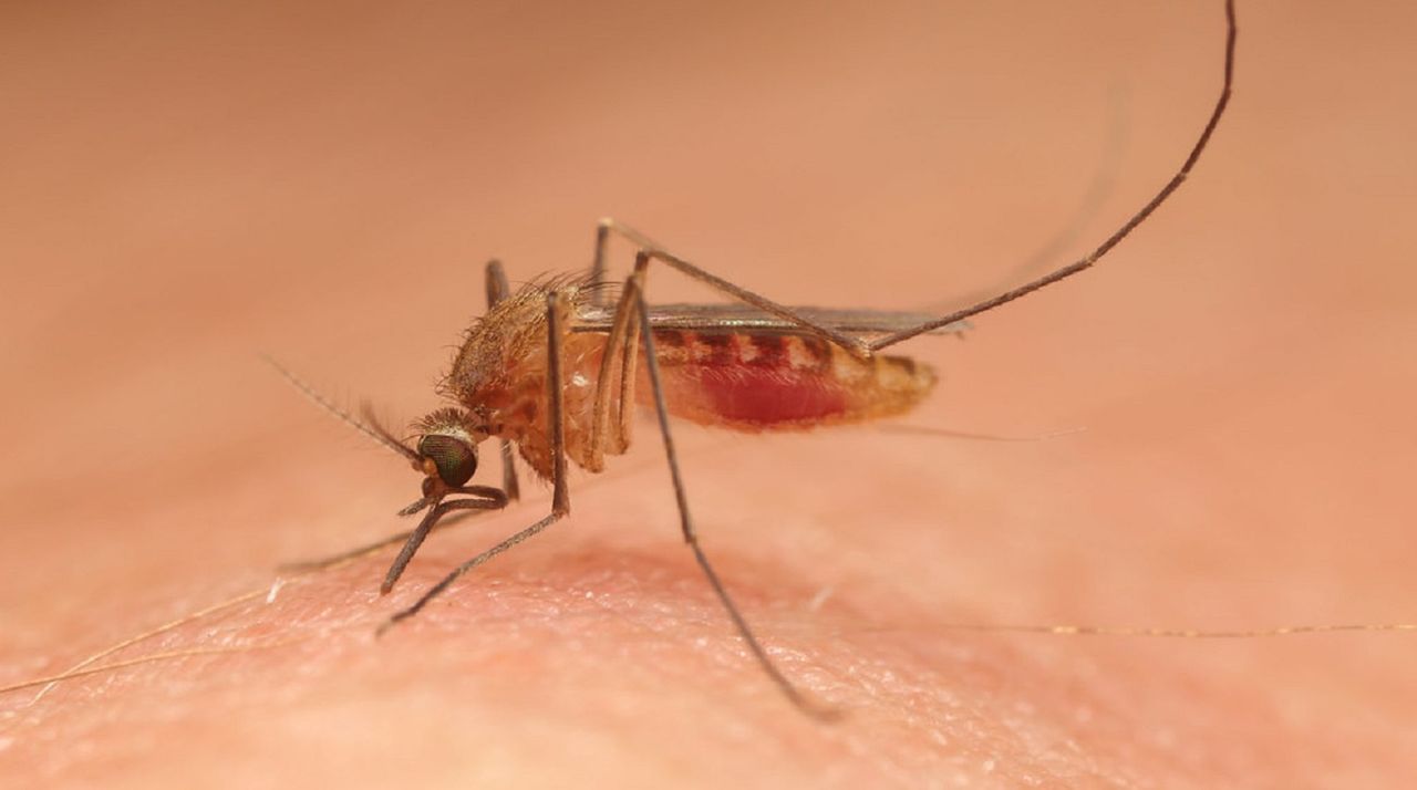 Niebezpieczny wirus przenoszony przez komary. Hiszpanie biją na alarm