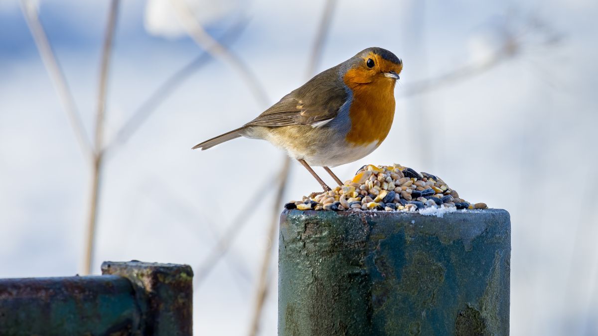 Co dać rudzikowi do karmnika?