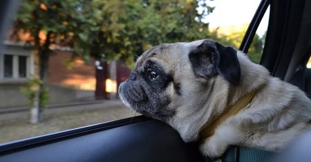 Policjant zatrzymał jadący za szybko samochód. Za kierownicą był pies