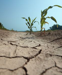 Dziś obchodzimy Światowy Dzień Walki z Pustynnieniem i Suszą. Czas na realne działania