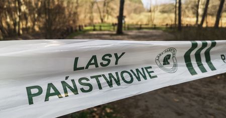 Będzie ponowny zakaz wejścia do lasów? Zagrożenie pożarowe jest coraz wyższe