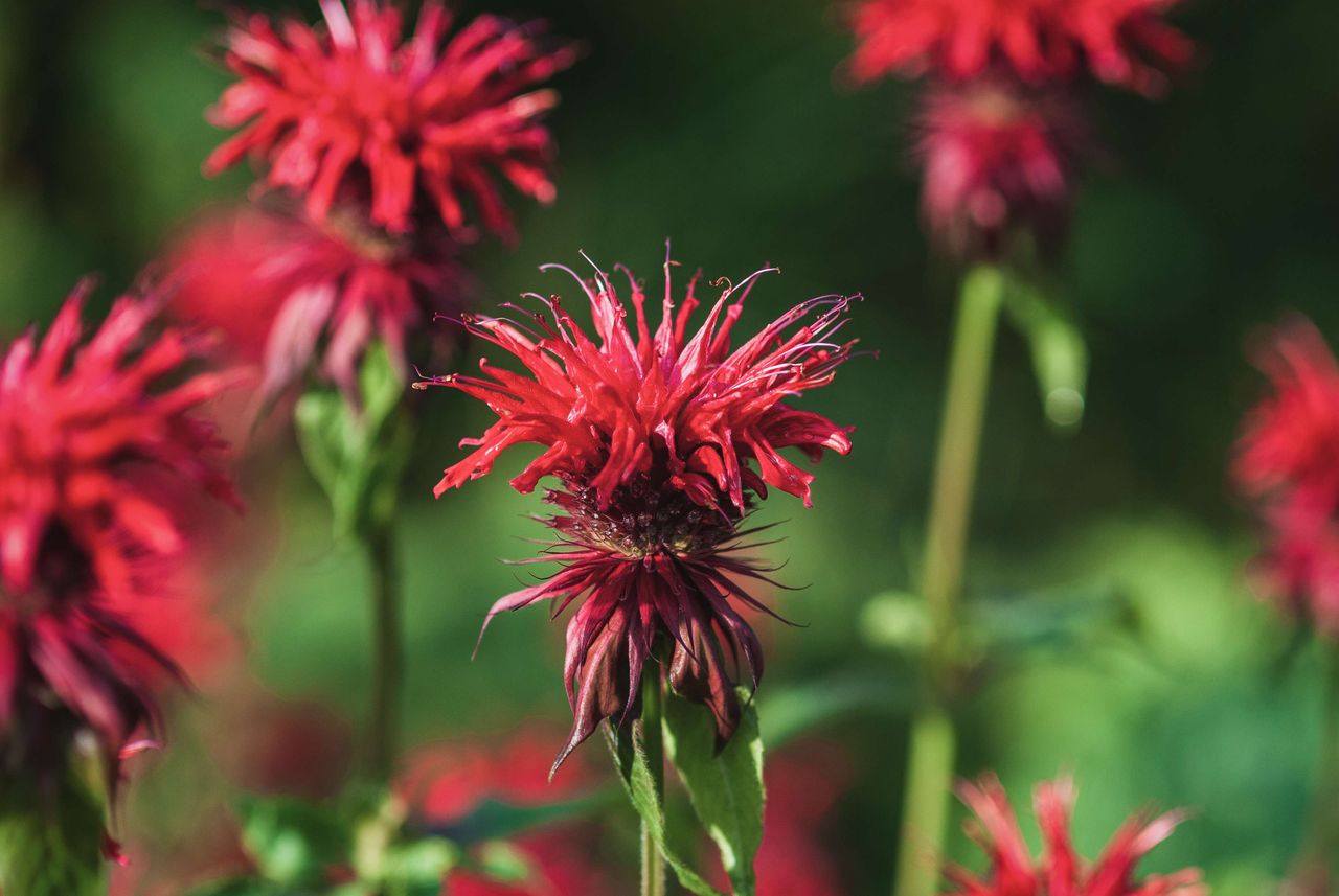 Roślinna tarcza ochronna na kleszcze i komary. Jej liście smakują earl greyem