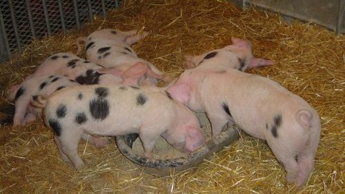 22 najdziwniejsze przepisy prawne świata 1