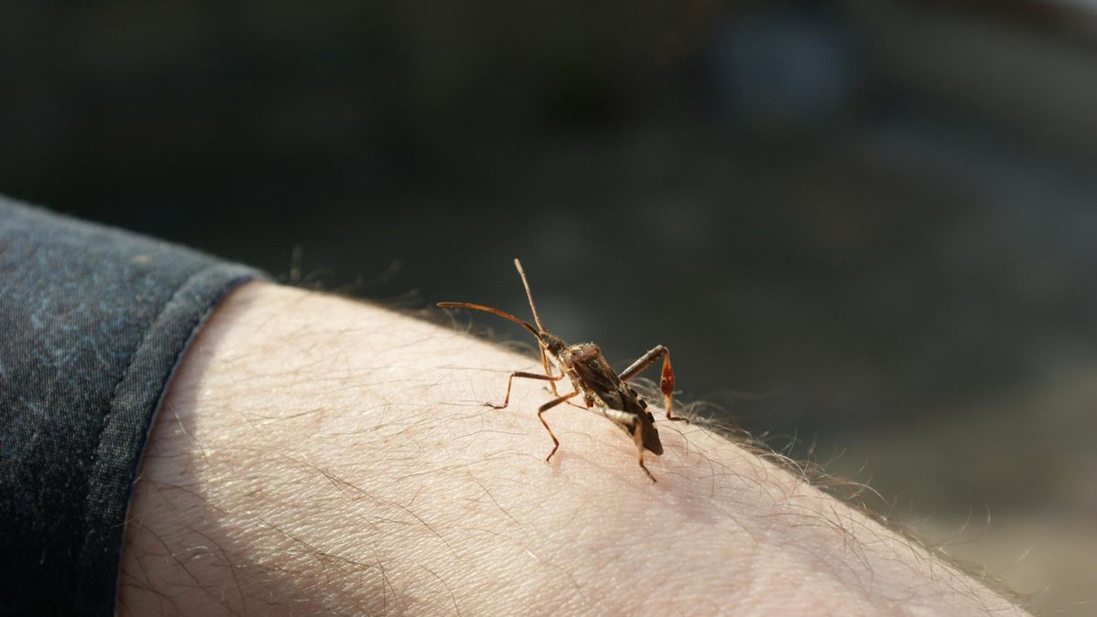 Wtyk amerykański uznawany jest za szkodnika