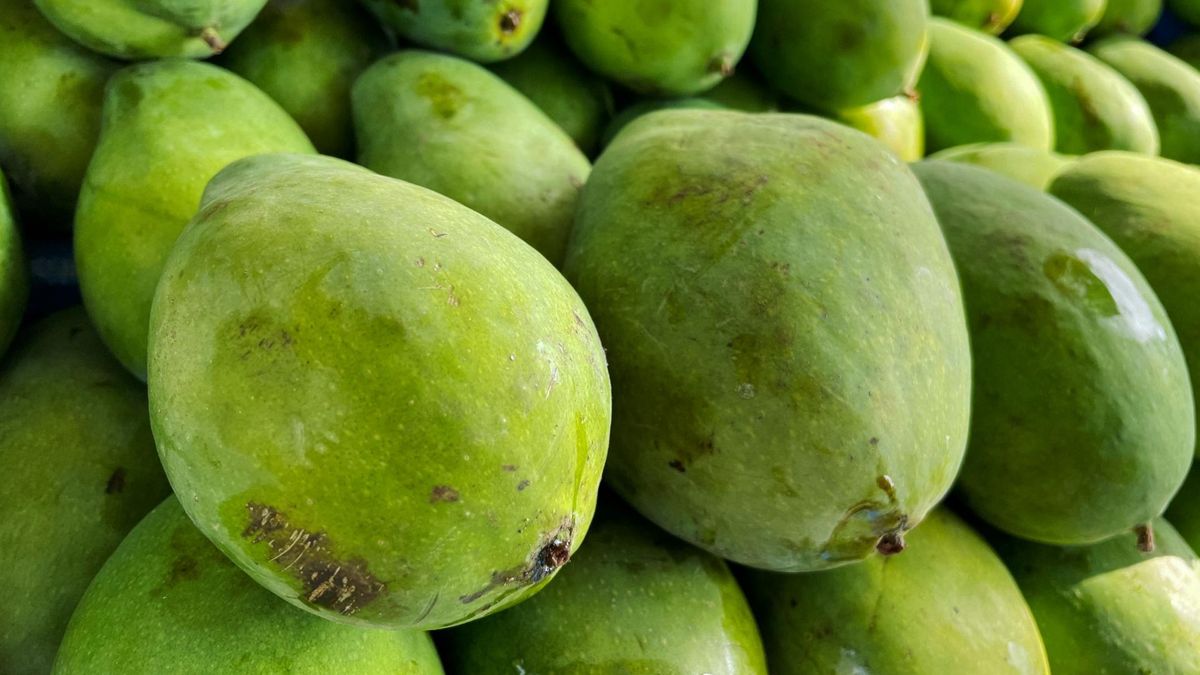 Zielone mango stanowi popularny sezonowy przysmak w regionach, gdzie rośnie naturalnie.