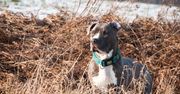 Wągrowiec: Agresywny amstaff zaatakował innego psa