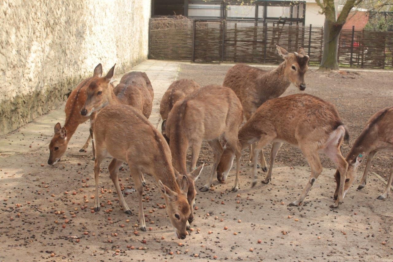 Warszawskie Zoo robi zapasy na zimę. Ruszyła zbiórka orzechów i żołędzi dla zwierząt