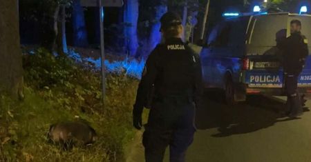 Nie chciał zejść z jezdni. Musieli interweniować mundurowi