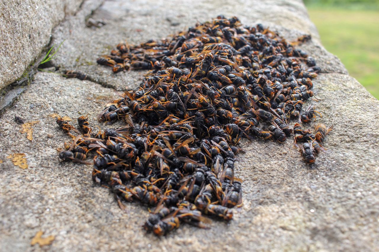 Naturalny wróg szerszeni. Wyniosą się w mig