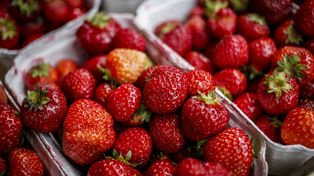 Kaszubskie truskawki są drogie, ale mają powód. Smak to nie wszystko
