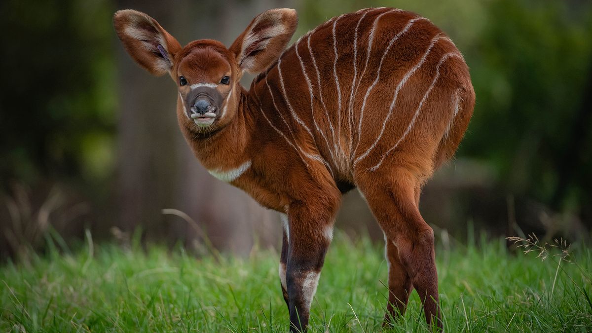W Chester na świat przyszło rzadkie bongo wschodnie. Zobacz, jak wygląda 1