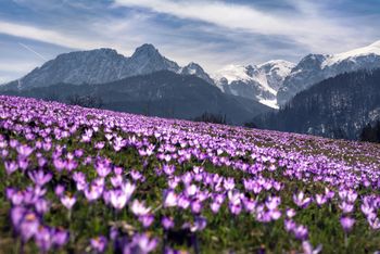 Pierwszy dzień wiosny. Kiedy wypada w tym roku?