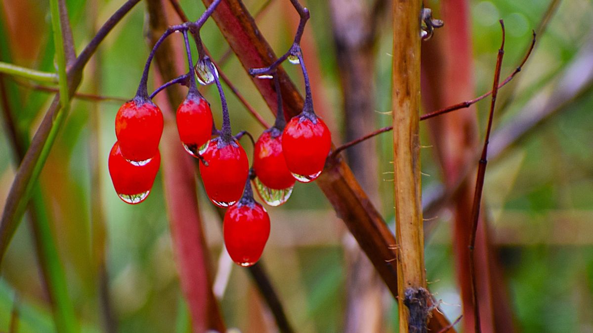 Psiaknka słodkogórz wygląda jak małe pomidorki