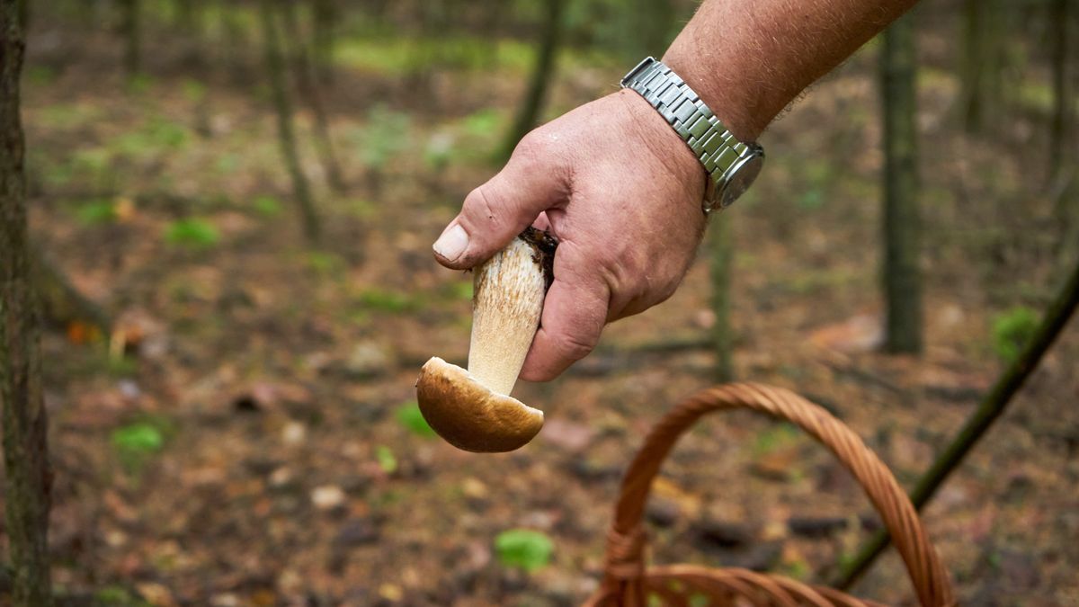 Szykujesz się na grzyby? Najpierw to przeczytaj