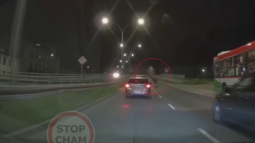 Potrącenie jelenia na ul. Wyścigowej w Lublinie