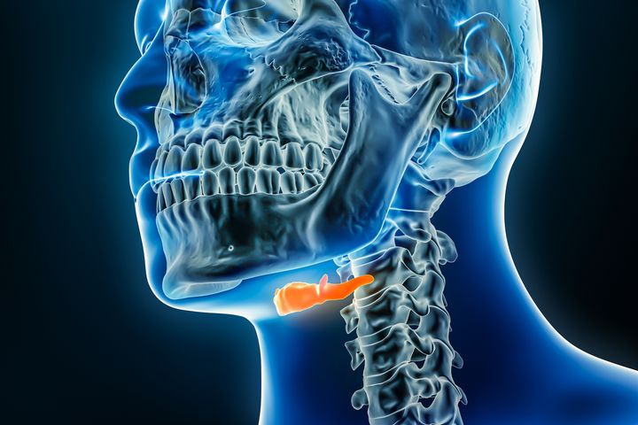 Kość gnykowa to struktura anatomiczna położona w obrębie szyi.