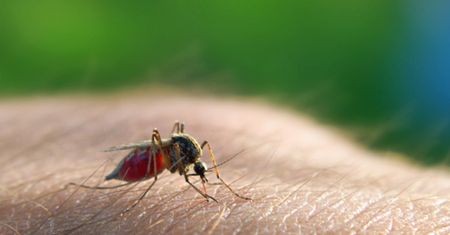 10 skutecznych domowych sposobów na złagodzenie swędzenia po ukąszeniu komara