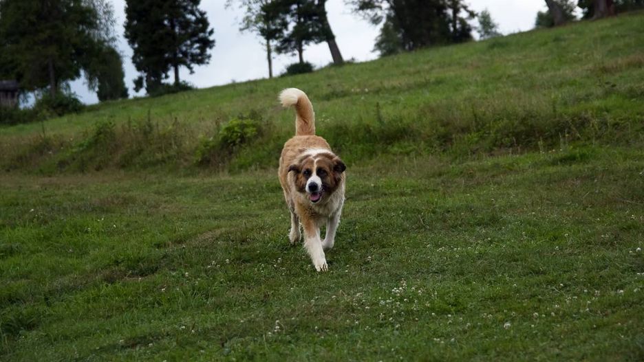 Pies bez smyczy. Zdjęcie demonstracyjne 