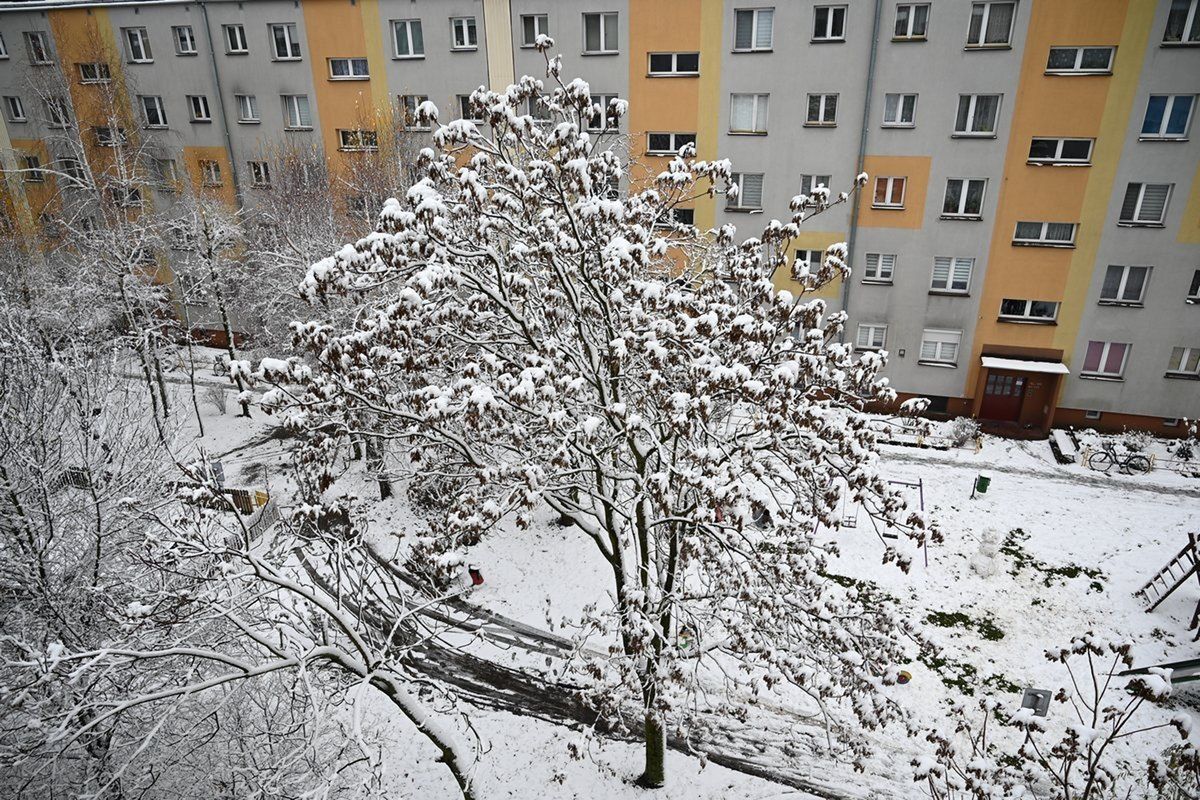 Mokry śnieg pokazał piękno wczesnej zimy