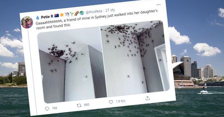Australia. Setki pająków na suficie i ścianach. "Powinniśmy spalić dom?"