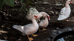 Dwa nowe ogniska HPAI. GLW potwierdza zakażenia u drobiu