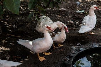Dwa nowe ogniska HPAI. GLW potwierdza zakażenia u drobiu