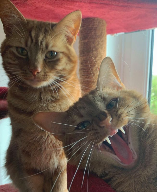 Najzabawniejsze zdjęcia zwierzaków domowych w konkursie Comedy Pet Photo Awards 2021 8