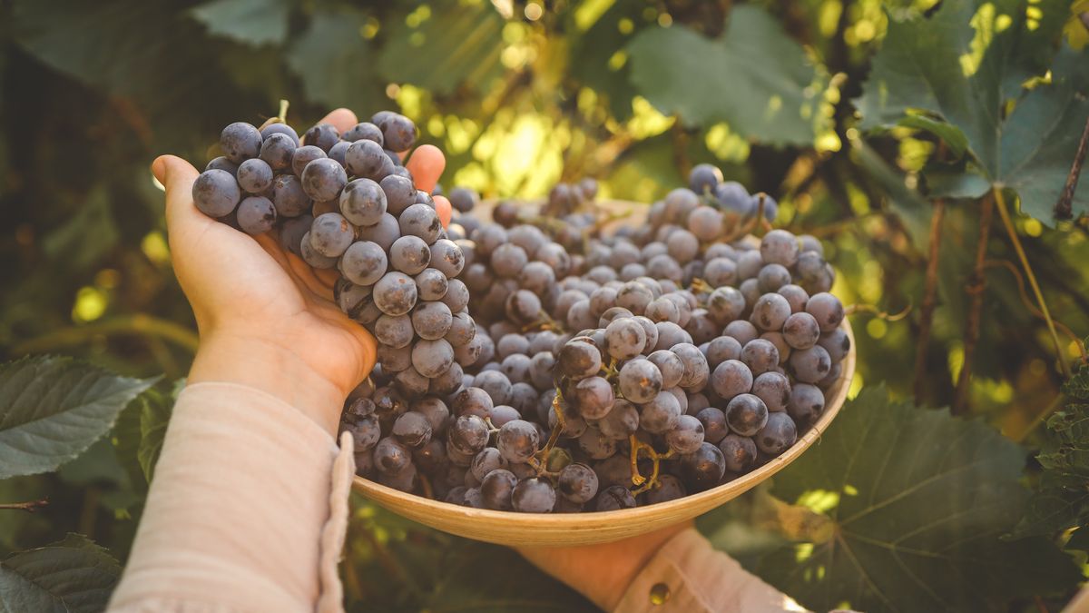 Winogrona nie bez powodu nazywane są super-jedzeniem