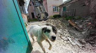 Wojna w Ukrainie zmienia psy szybciej niż ewolucja. Naukowcy są zaskoczeni