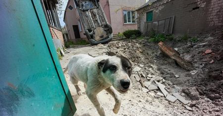 Wojna w Ukrainie zmienia psy szybciej niż ewolucja. Naukowcy są zaskoczeni