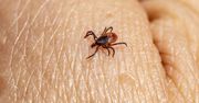Szczyt aktywności kleszczy. Sanepid ma bardzo ważną radę