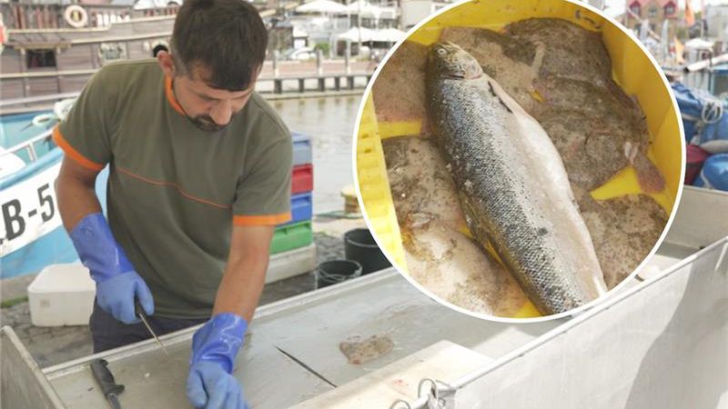 Jakie są gatunki ryb, które najlepiej zamawiać nad morzem?