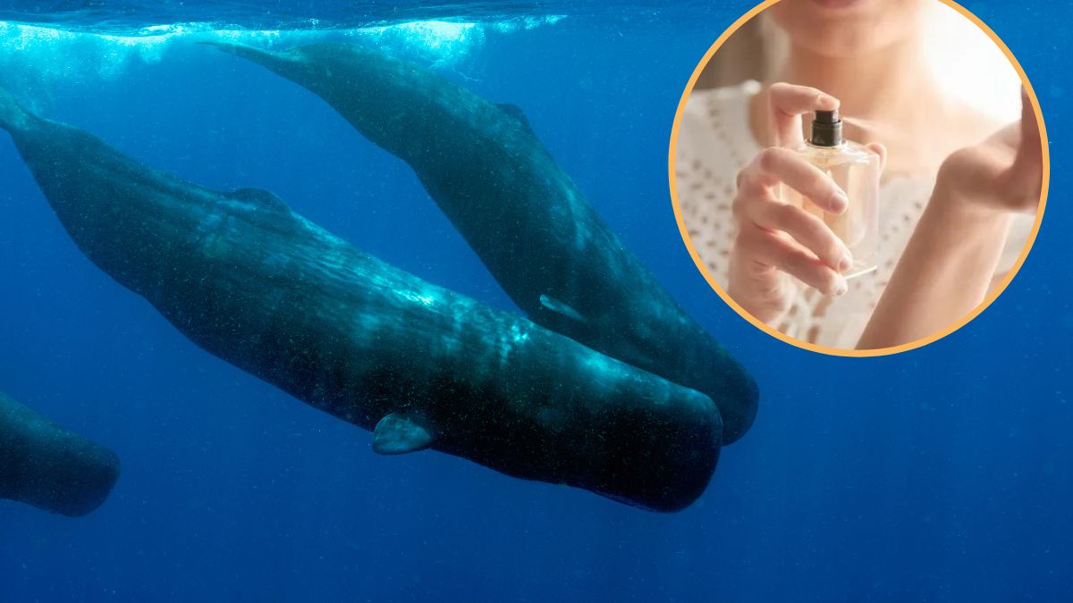 Ambra jest bardzo cennym składnikiem perfum.