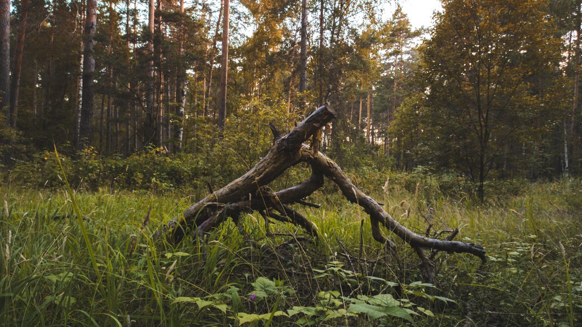 Lasy Państwowe wprowadziły nowe zasady sprzedaży drewna konsumentom