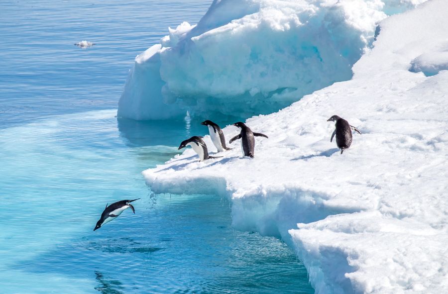 Pingwiny na Antarktydzie w niebezpieczeństwie