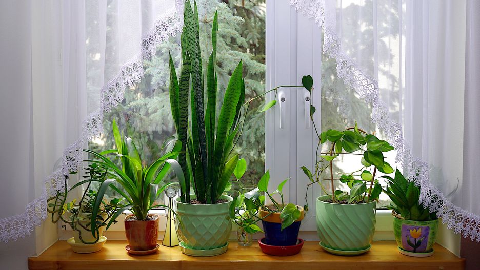 kwiat, okienna, garnek, dom, jardin, dekoracja, kwiatowy, bukiet, charakter, ogrodnictwo, domowy, parapet, lato, wystrój, waza, barwa, donica, doniczka, aranżacja zieleni, kwiaty w domu, domowy ogród, ogród w domu, sansewieria, sanseweria, scindapsus, zielone, kolorowe, miejsce, uprawa, kwiatów, firanka, drzewo za oknem