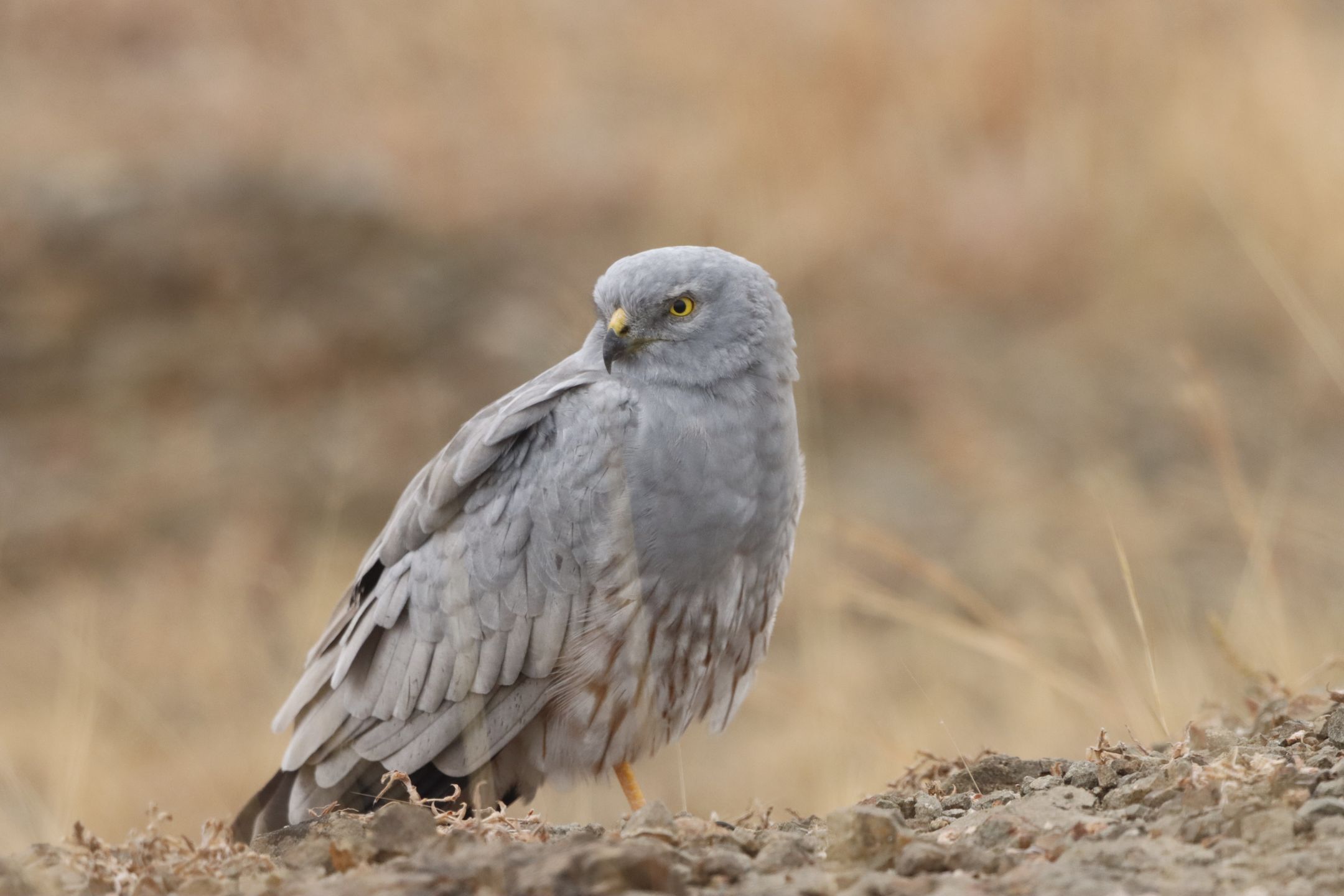 harrier bird, bird of prey, raptor, sky hunter, grassland bird, elegant bird, gliding bird, indian bird, migratory bird, wildlife photography, birdwatching, bird of india, wild bird, long-winged raptor, bird in flight, nature photography, hunting bird, open field bird, aerial predator, small mammal hunter, bird behavior, grassland predator, slender raptor, bird close-up, bird species, bird habitat, bird diversity, rural wildlife, bird in grassland, harrier in flight, male harrier, female harrier, juvenile harrier, wild raptor, bird ecology, conservation bird, open sky bird, soaring bird, bird migration, graceful bird, avian predator, predator bird, wild nature, countryside bird, nature observer, flight silhouette.