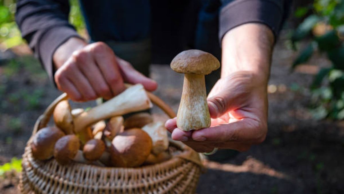 Grzybiarze rozczarowani. Robaki psują zbiory