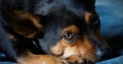 Twój pies boi się burzy? Zobacz, jak objawia się strach przed burzą u psa i jak pomóc zwierzakowi