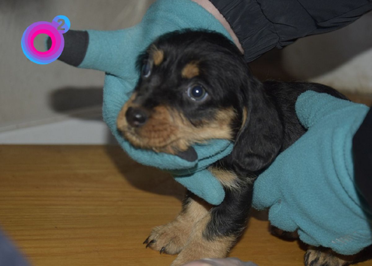 Dramat zwierząt. Szokujące warunki, chore psy i koty