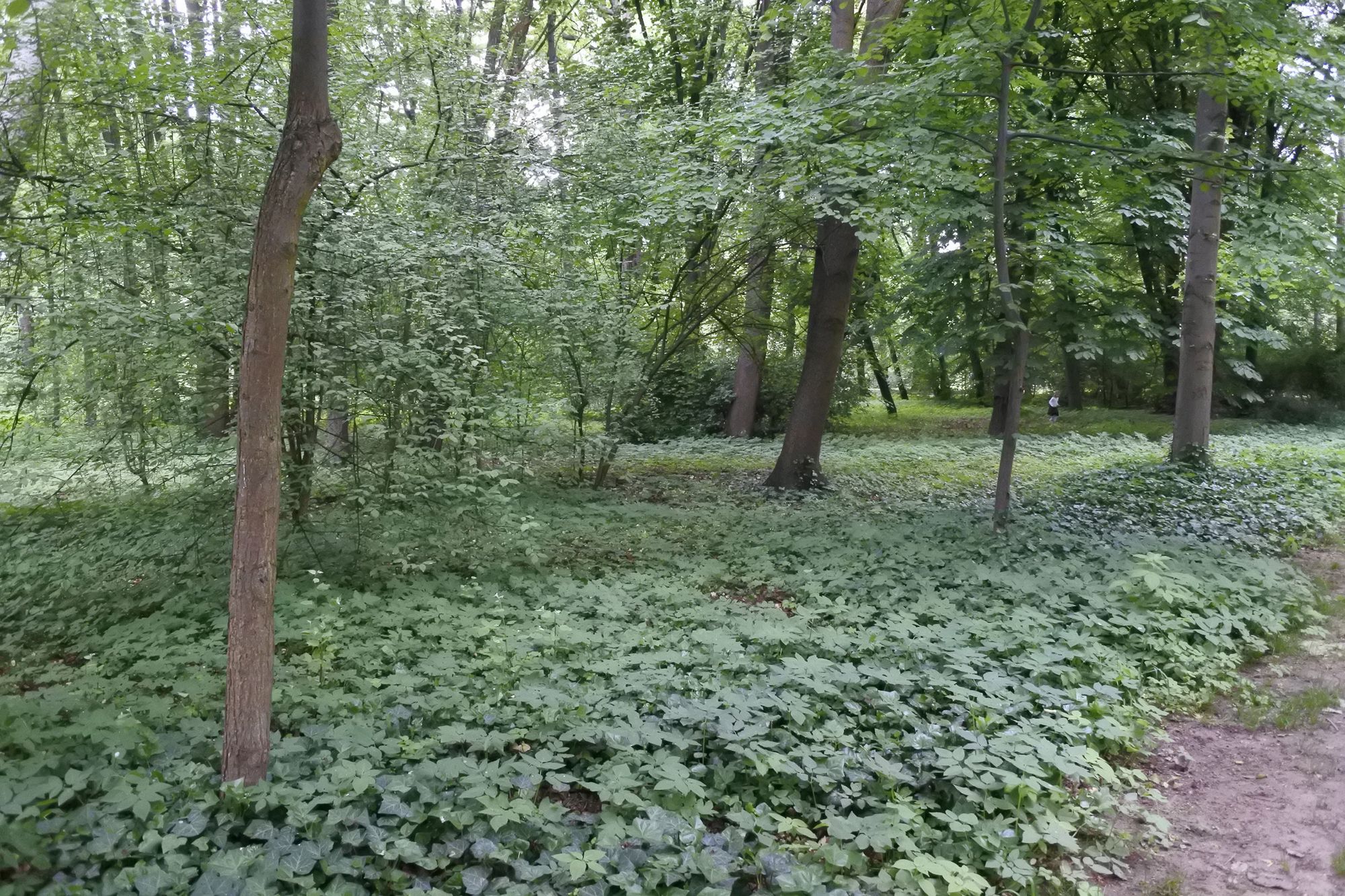 Nikon 1 J5 - mały i solidny bezlusterkowiec dla amatora [test] 51