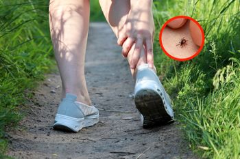 Wsmaruj w kostki przed spacerem. Działa jak bariera przed kleszczami