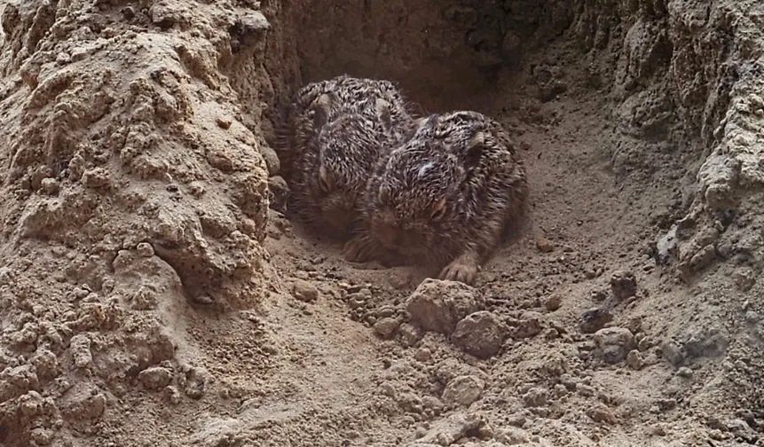 Nadleśnictwo Włoszakowice pokazało, jak wyglądają marczuki